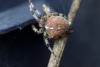 Araneus pallidus